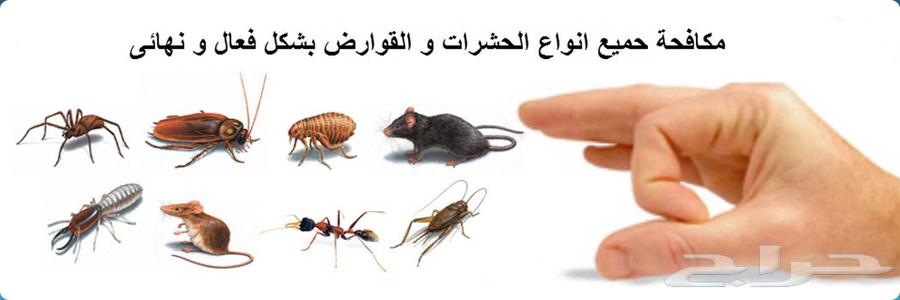 Pest Control Company in Makkah64606347345281113