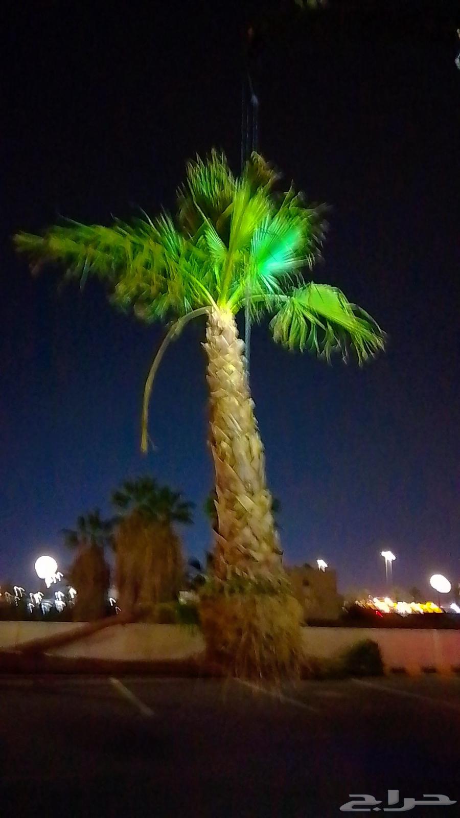 توريد وزراعه جميع انواع الاشجار نخيل زيتون حمضيات تين شبوك64606460651906110