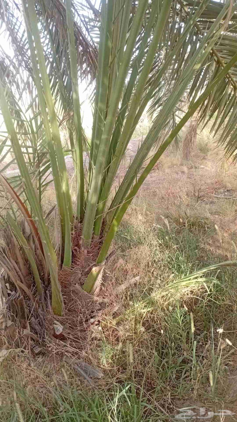 There are all types of palm trees available for sale64606333426433110