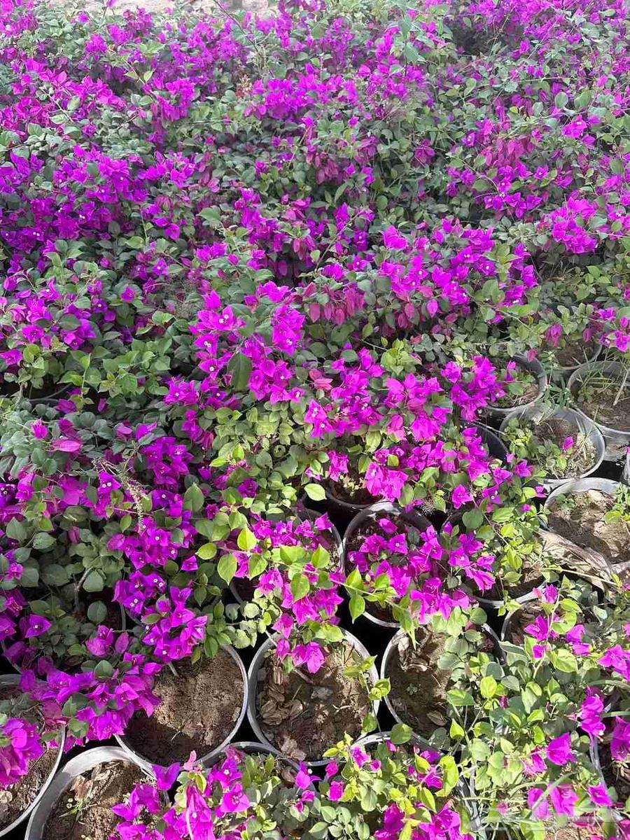 مشتل تنسيق حدائق جدة و مكة64606361915779111