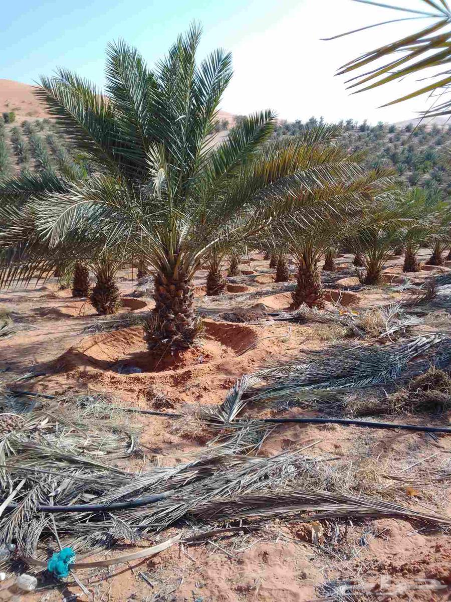 مقاول ابوهاشم لشغل النخل قلع وتكريب وتنضيف وتحويض64606218019459110