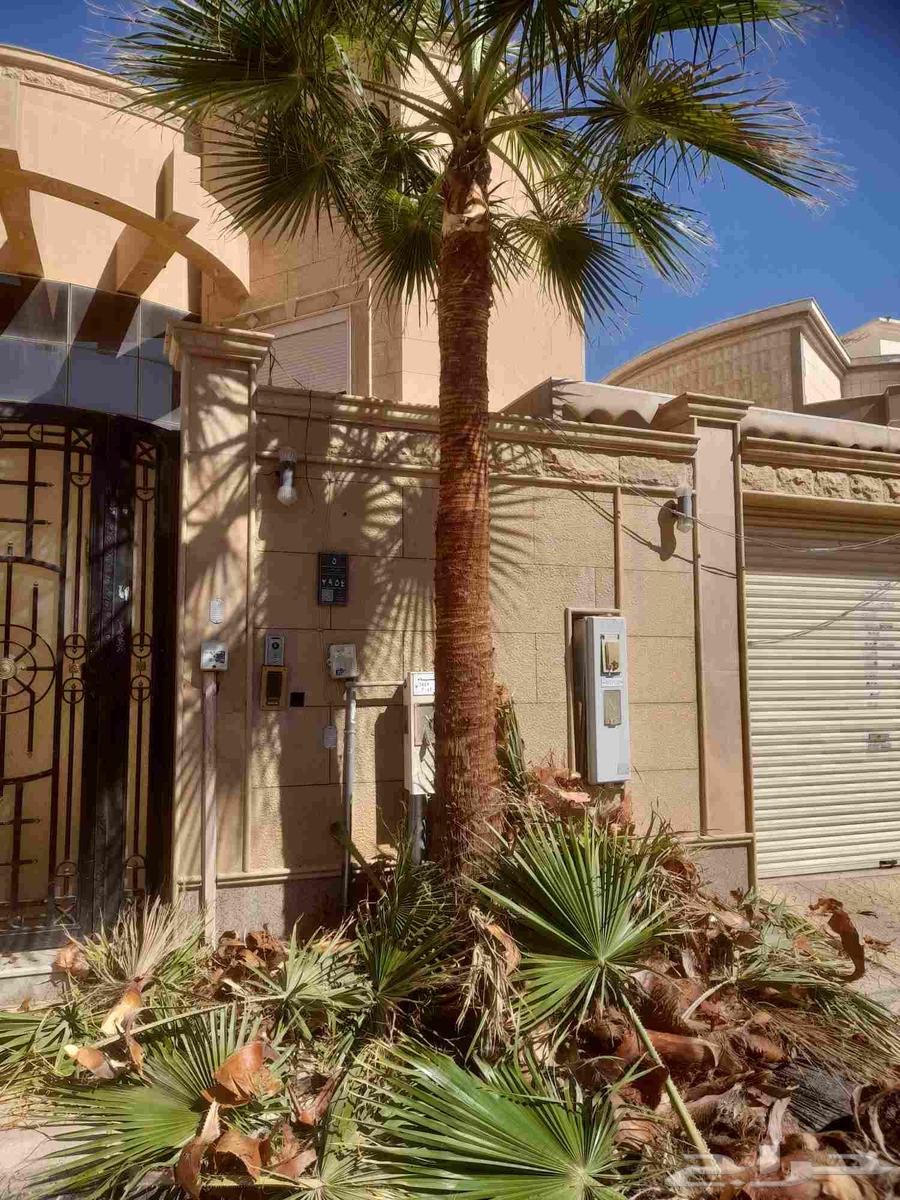 تكريب النخيل قص الاشجار ازاله الاشجار تيل طبيعي64613440196995110