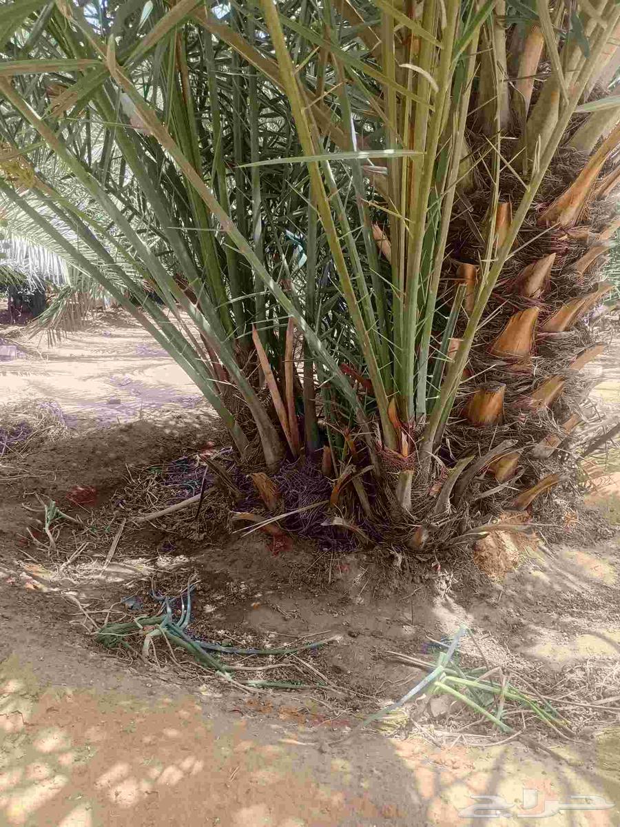 There are all types of palm trees available for sale64606333426433112