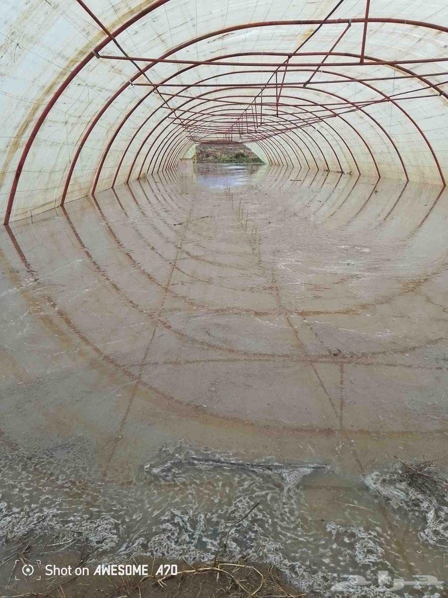 Installation of All Types of Greenhouses – Jordanian, French, and Domestic64606388610819110