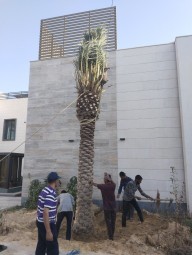 Date Palm Cultivation and Shabook Contracts64606432496386112