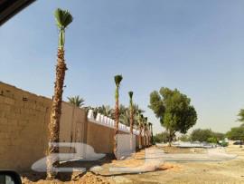 Supply and installation of all types of grilles and palm trees in all sizes64606445892865110