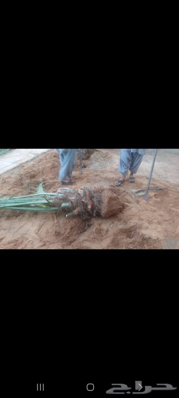توريد وتركيب جميع انواع النخيل وقلع وغرس وتكريب التواصل على64606417317121113
