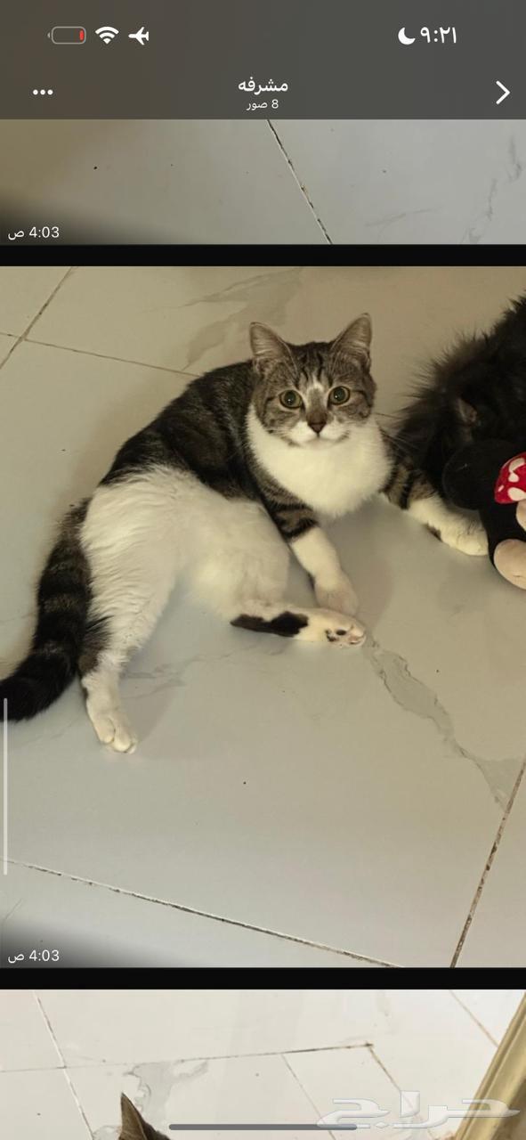 قطط للتبني جده64606204062339114