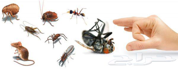 Pest Control Company in Makkah64606347345281114