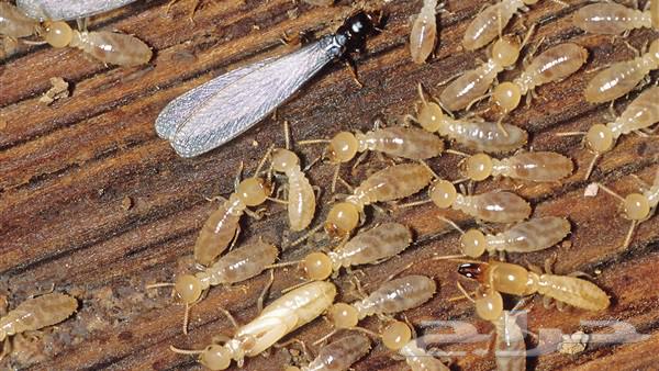 Pest Control Company in Makkah64606347345281111