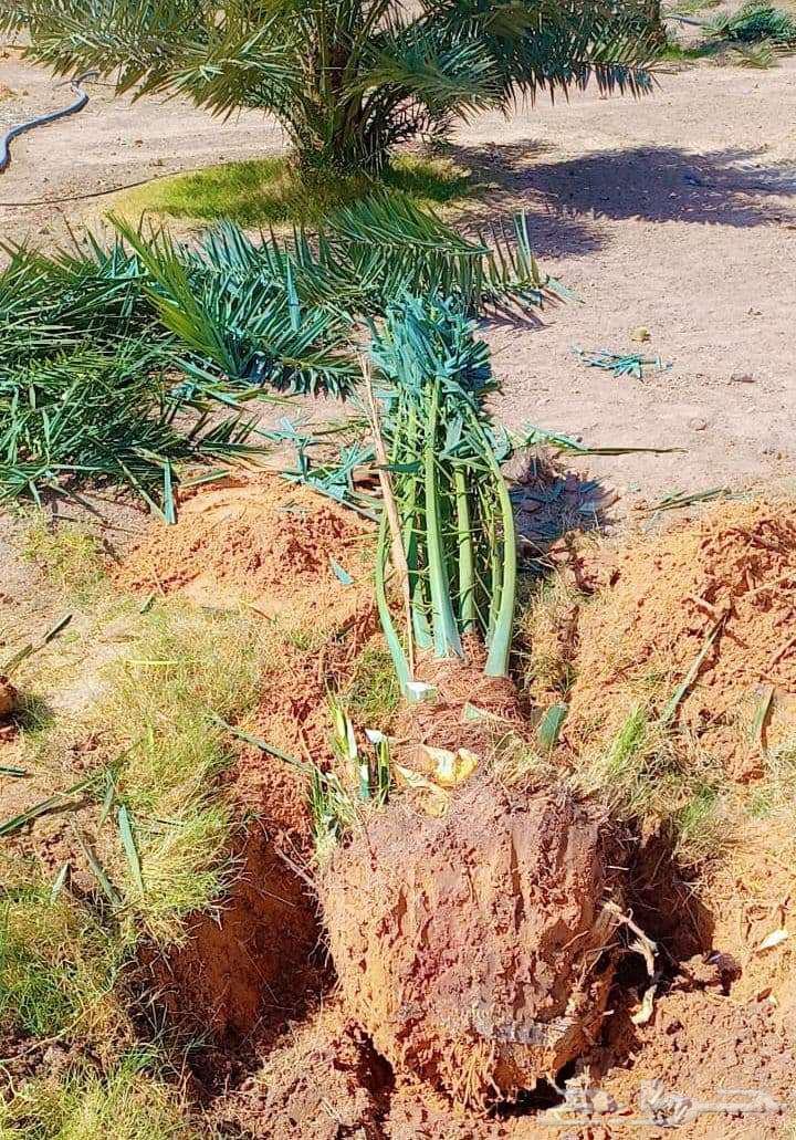 توريد وتركيب جميع انواع النخيل وقلع وغرس وتكريب التواصل على64606417317121112