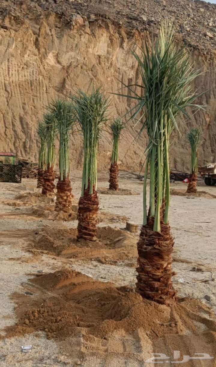 توريد وتركيب جميع انواع النخيل وقلع وغرس وتكريب التواصل على64606417317121111