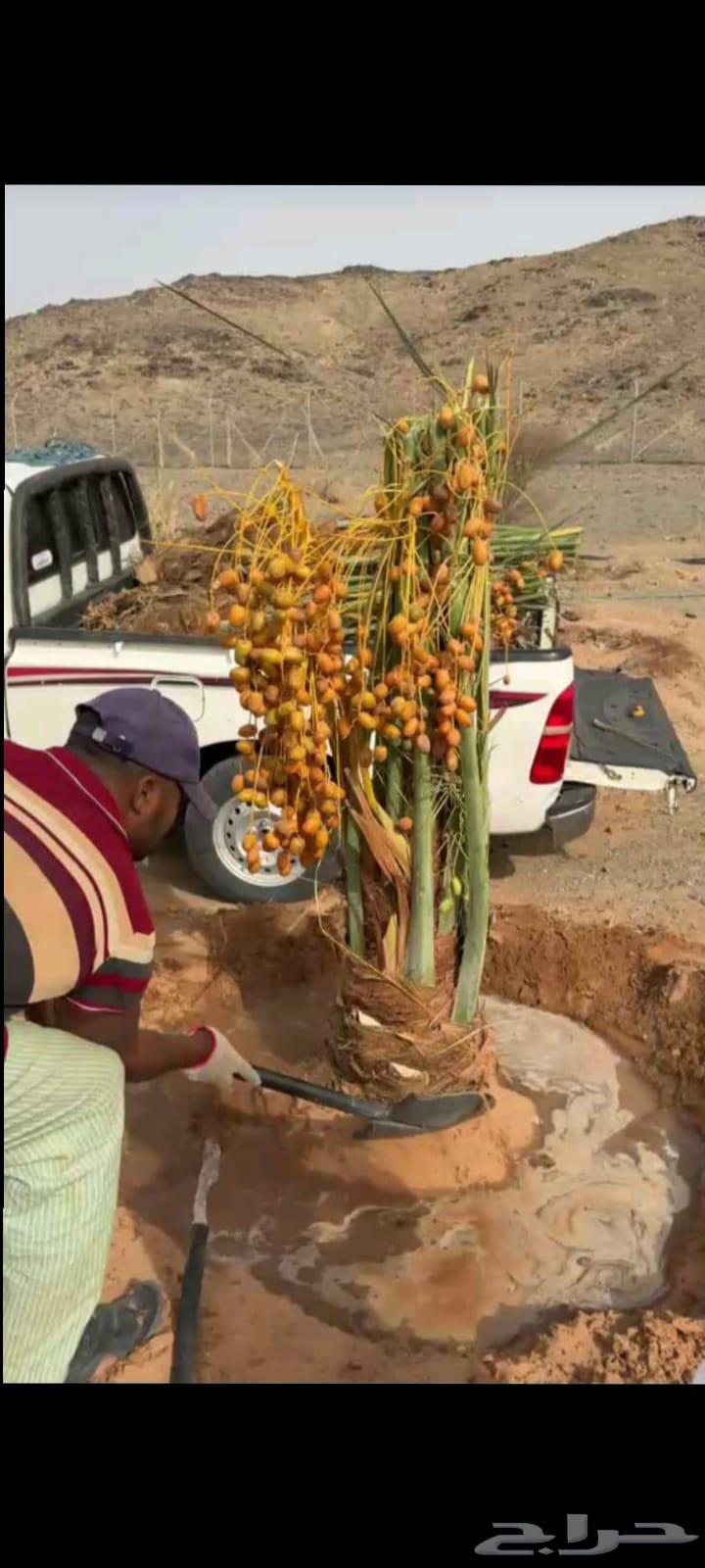 توريد وتركيب جميع انواع النخيل وقلع وغرس وتكريب التواصل على64606417317121110