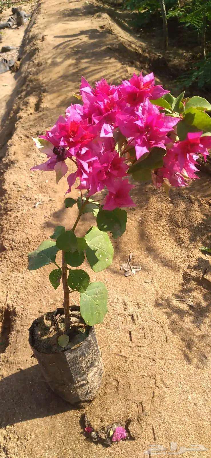 مشتل تنسيق حدائق جدة و مكة64606361915779113