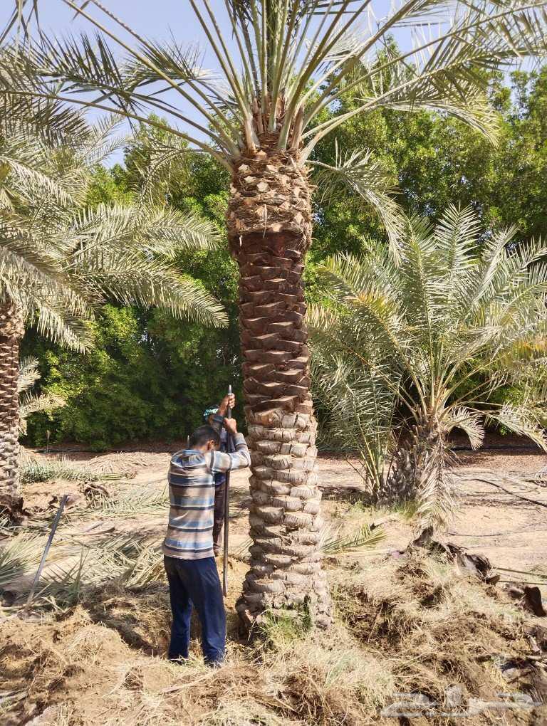 Date Palm Cultivation and Shabook Contracts64606432496386114