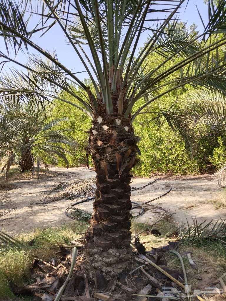 Date Palm Cultivation and Shabook Contracts64606432496386113