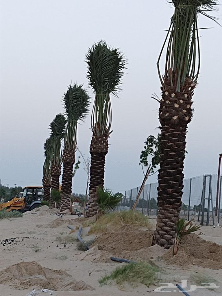 Date Palm Cultivation and Shabook Contracts64606432496386110