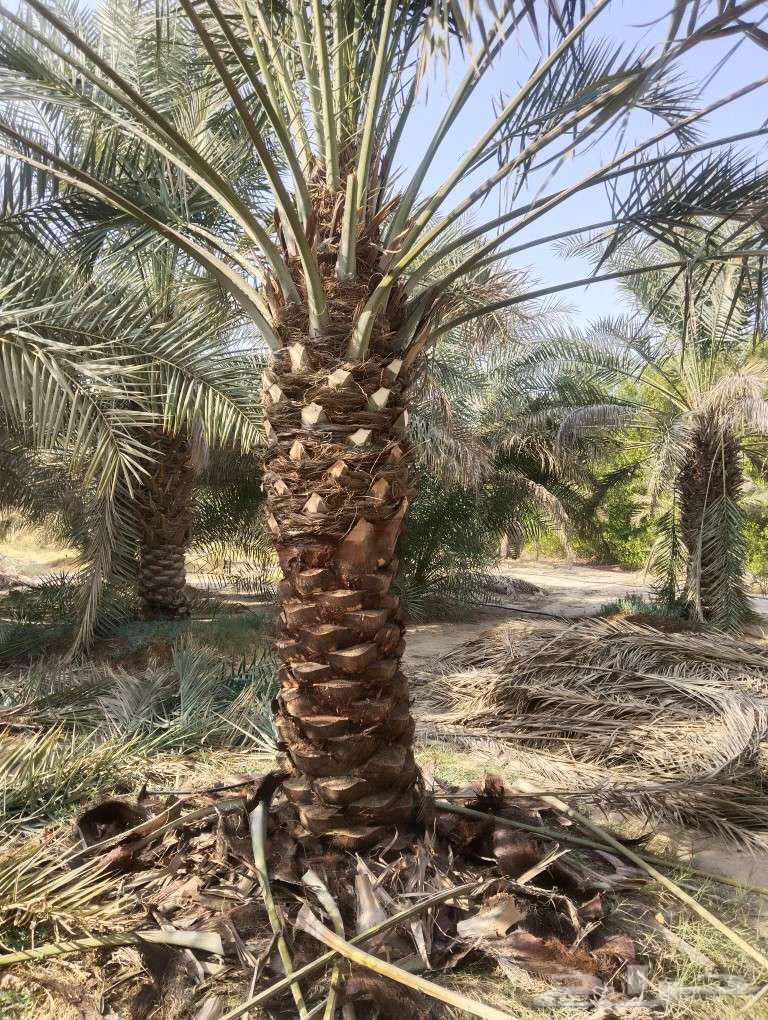 Date Palm Cultivation and Shabook Contracts64606432496386111