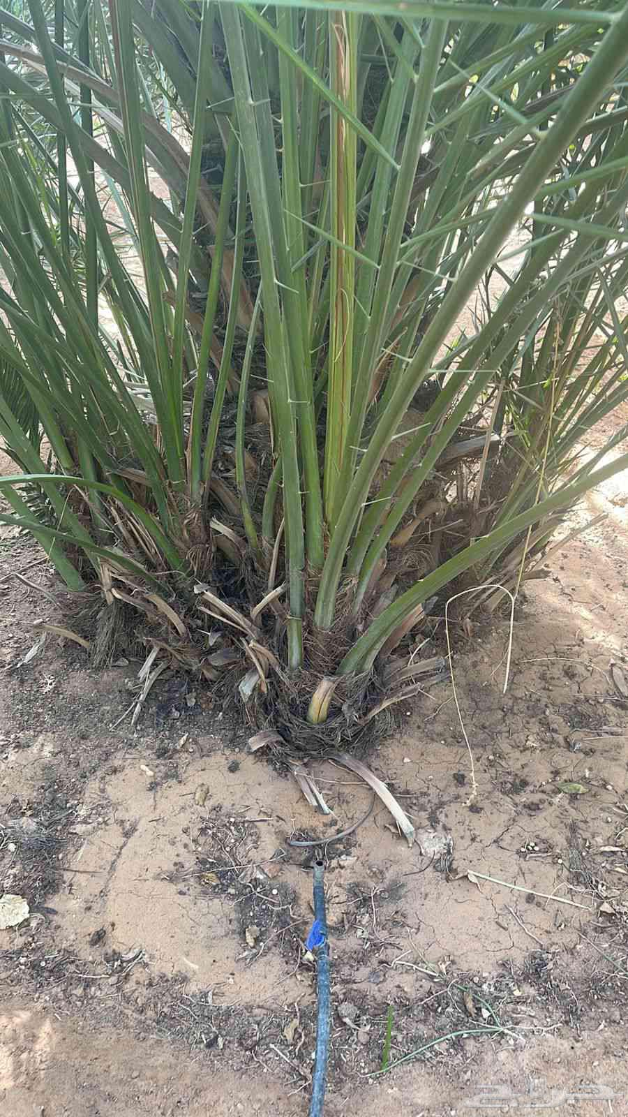 There are all types of palm trees available for sale64606333426433113