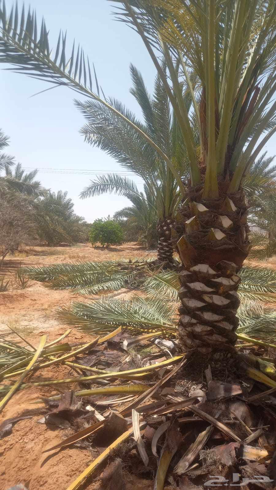 توريد وزراعه جميع انواع الاشجار نخيل زيتون حمضيات تين شبوك64606460651906113