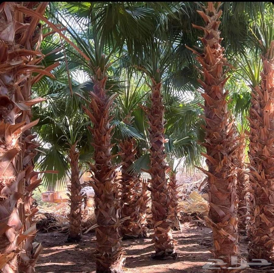 مقاول جميع انواع الشبوك وأعمال النخيل والبيوت التراثيه من ا64836304235010111