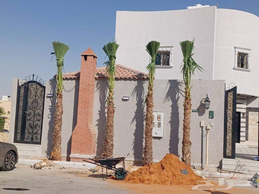 واشنطن زينه نخل الزينه الوشنطونياء امريكي ابو مروحه64619036735489110