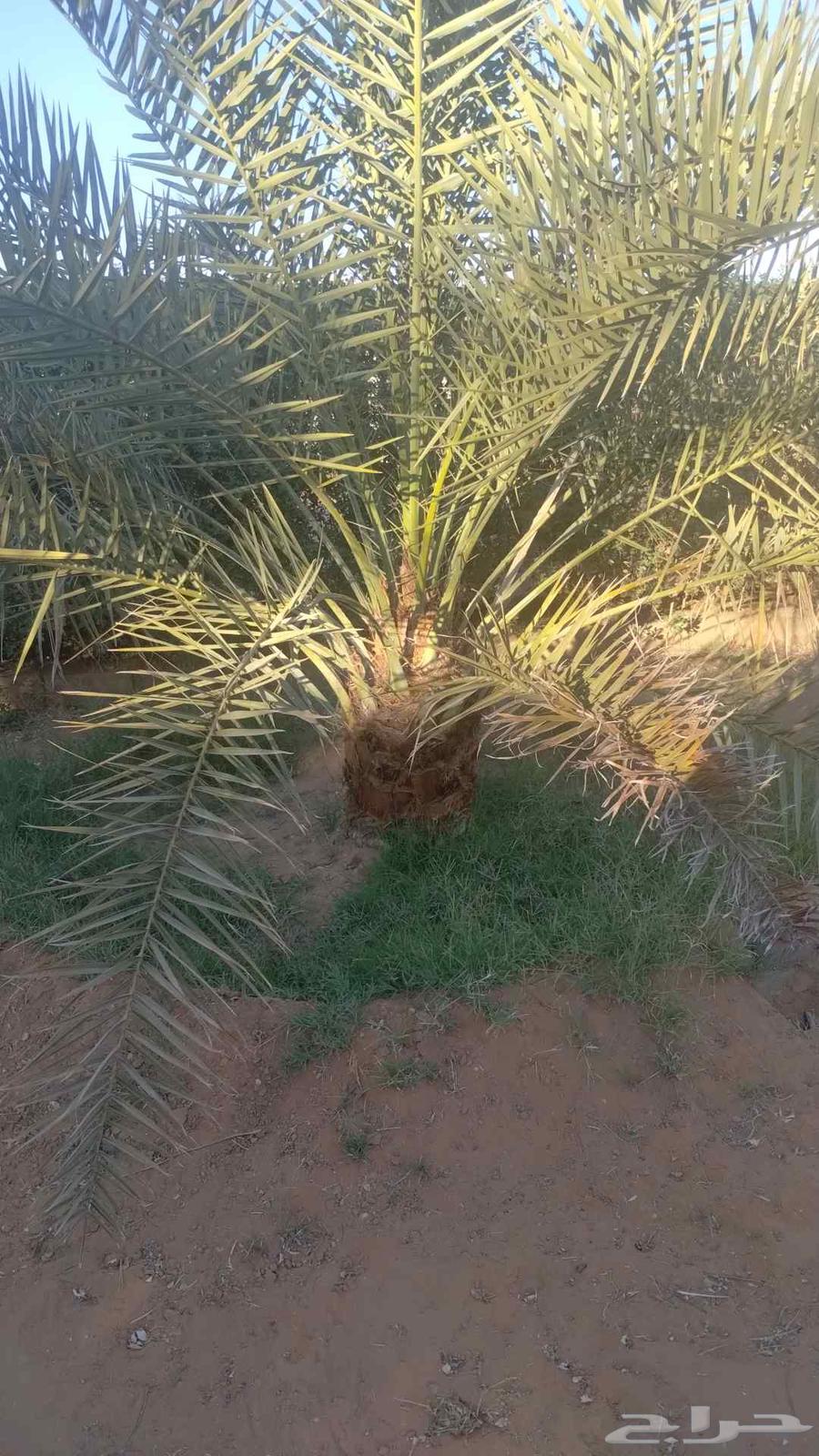 نقوم بدوريد انخيل وزراعه وجميع انواع شبوك64619152986115113