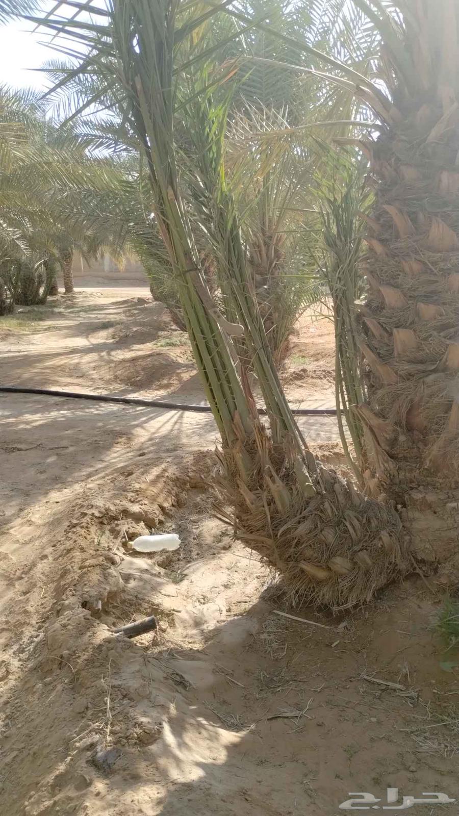 نقوم بدوريد انخيل وزراعه وجميع انواع شبوك64619152986115114