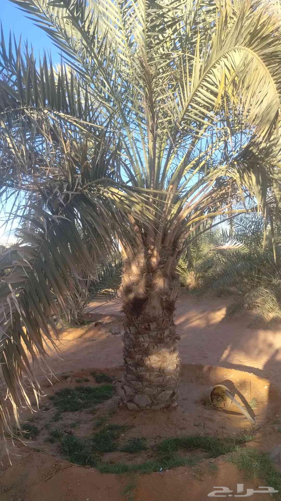 نقوم بدوريد انخيل وزراعه وجميع انواع شبوك64619152986115112