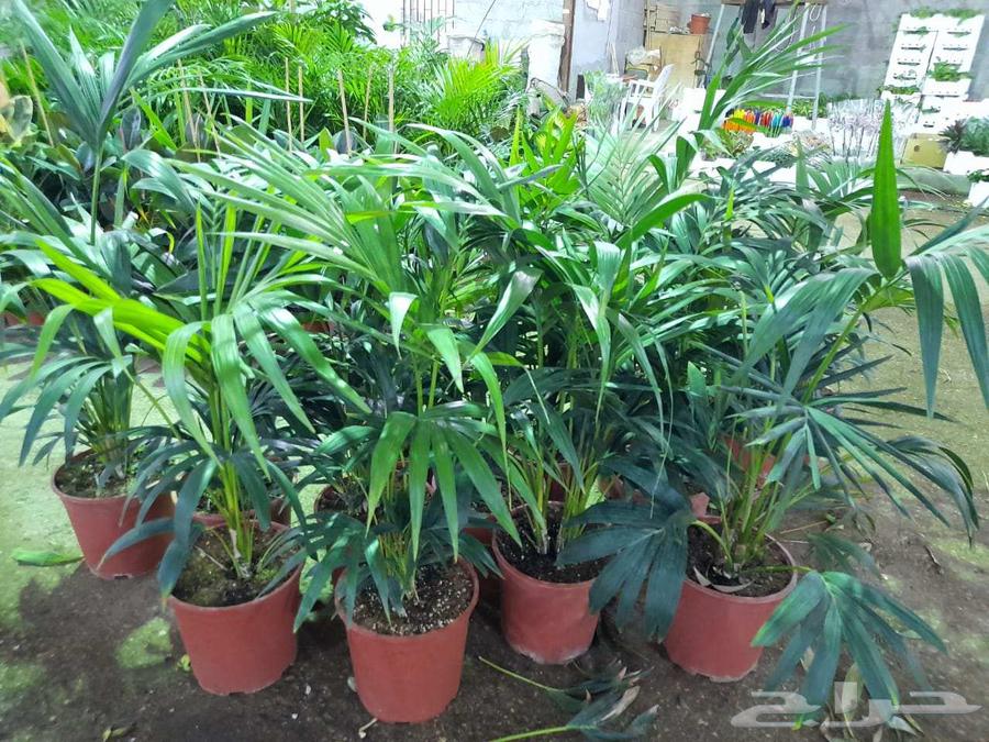 Nursery for Landscape Design, Irrigation Networks, and All Types of Palms and Trees64618948110210110