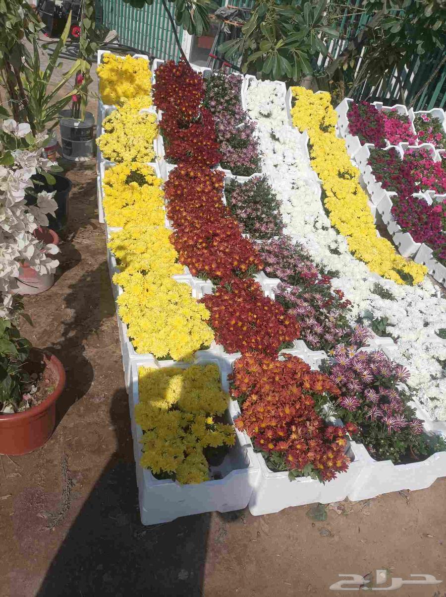 احمد الصعيدي لتنسيق الحدائق العامة والخاصة وزراعة العشب الطب64625517420291113