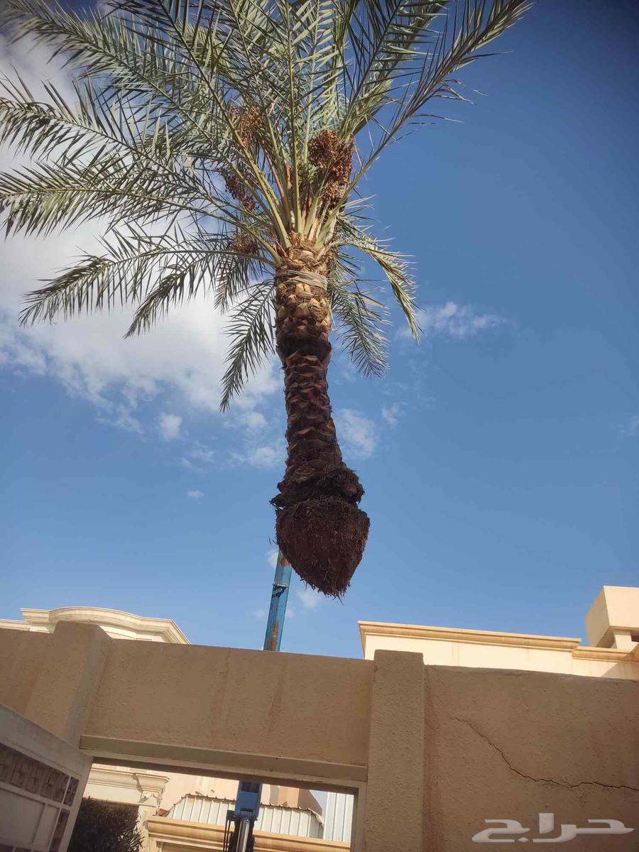 Palm Tree and Tree Removal64618978419843110