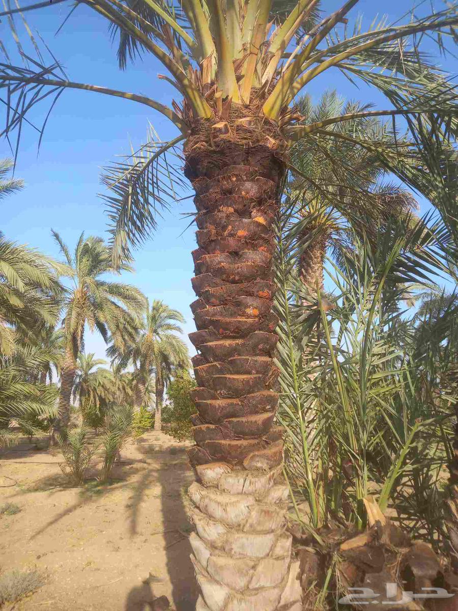 All Date Palm Operations: Pollination, Thinning, and Pruning64618934502401110