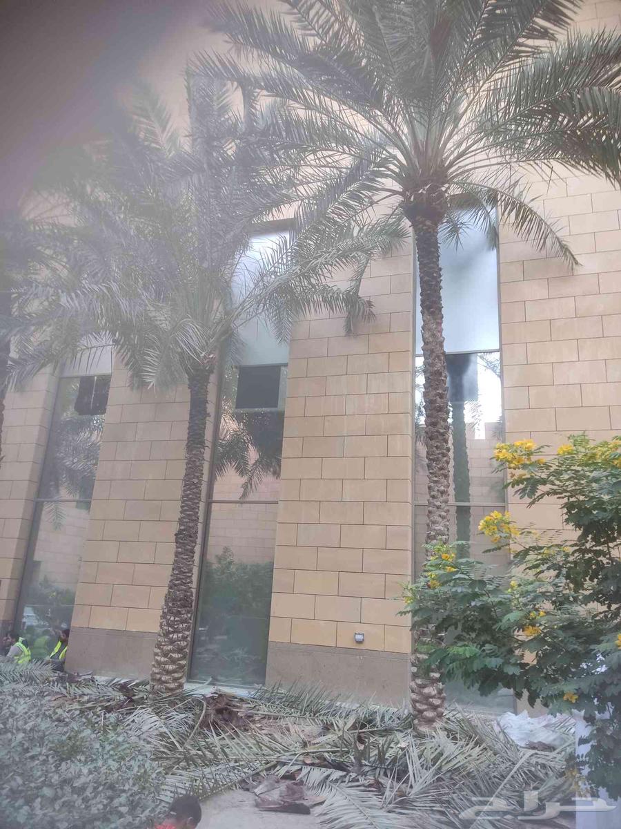 Palm Tree and Tree Removal64618978419843113