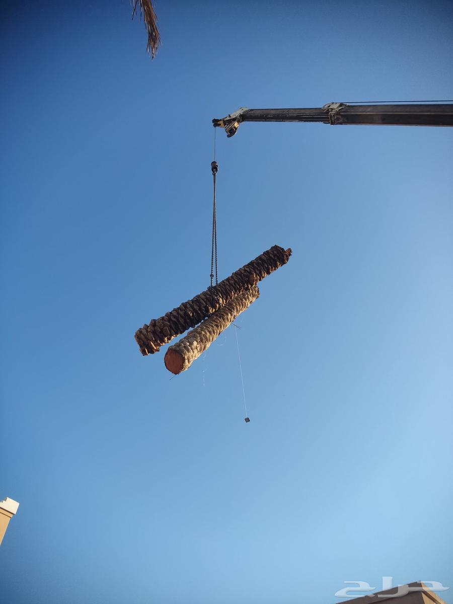 Palm Tree and Tree Removal64618978419843112