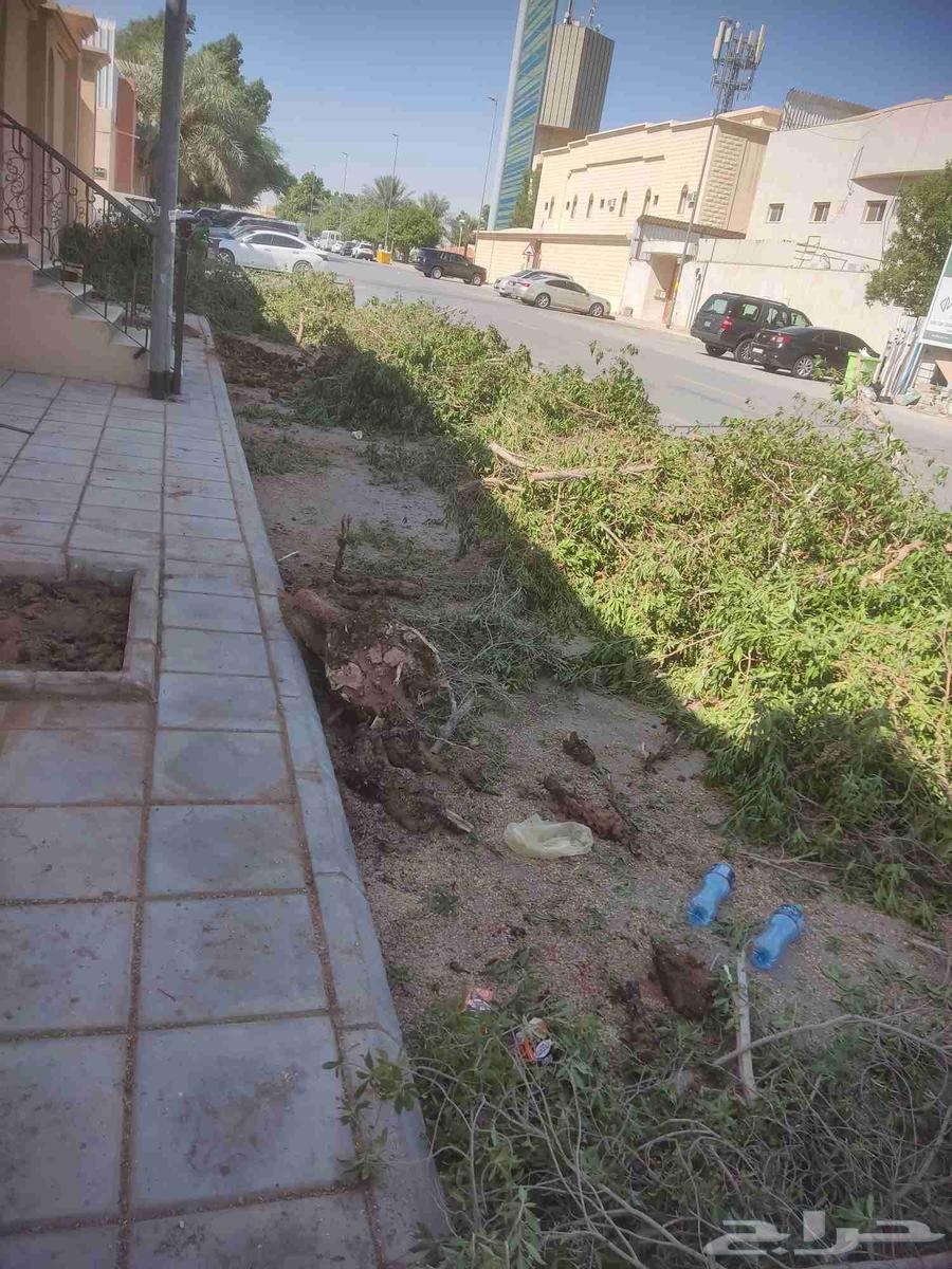 Palm Tree and Tree Removal64618978419843114