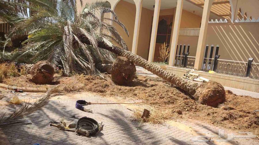 Palm Tree and Tree Removal64618978419843111