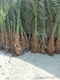 قطع الشجر وقطع نخيل وزرع الزهور والحدائق64613496225538110