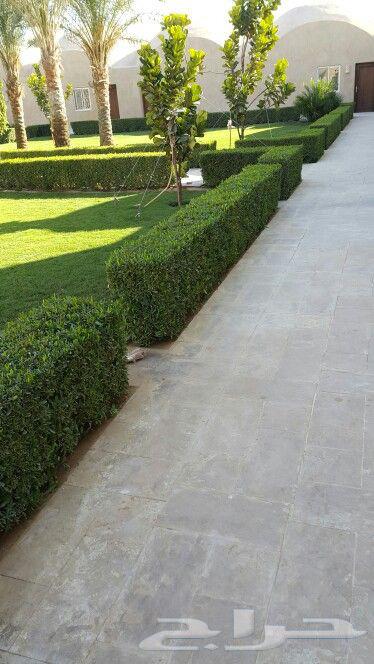 Tree and Palm Trimming, Removal, Cleaning, Planting, and Installation64619066390402113