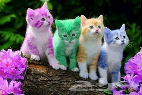 توصيل حيوانات اليفه64613495616129114