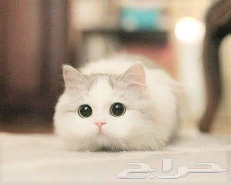 توصيل حيوانات اليفه مناطق المملكة64613495636481111