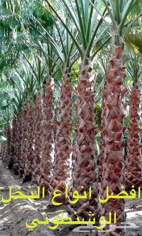 مقاول شبوك ونخيل64619124341377113