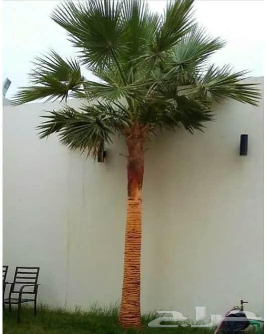 Palm Tree Pollination and Tree Pruning64618993773442111