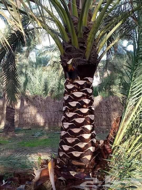 Palm Tree Pollination and Tree Pruning64618993773442112