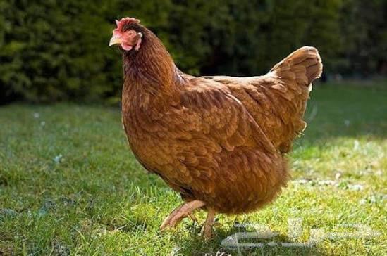 توصيل حيوانات اليفه64613495616129112