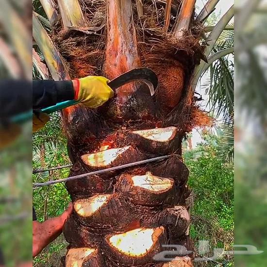 Tree and Palm Trimming, Removal, Cleaning, Planting, and Installation64619066390402110