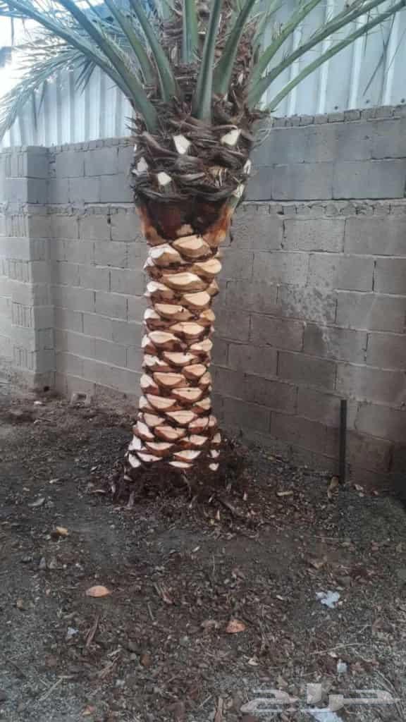 Palm Tree Pollination and Tree Pruning64618993773442113