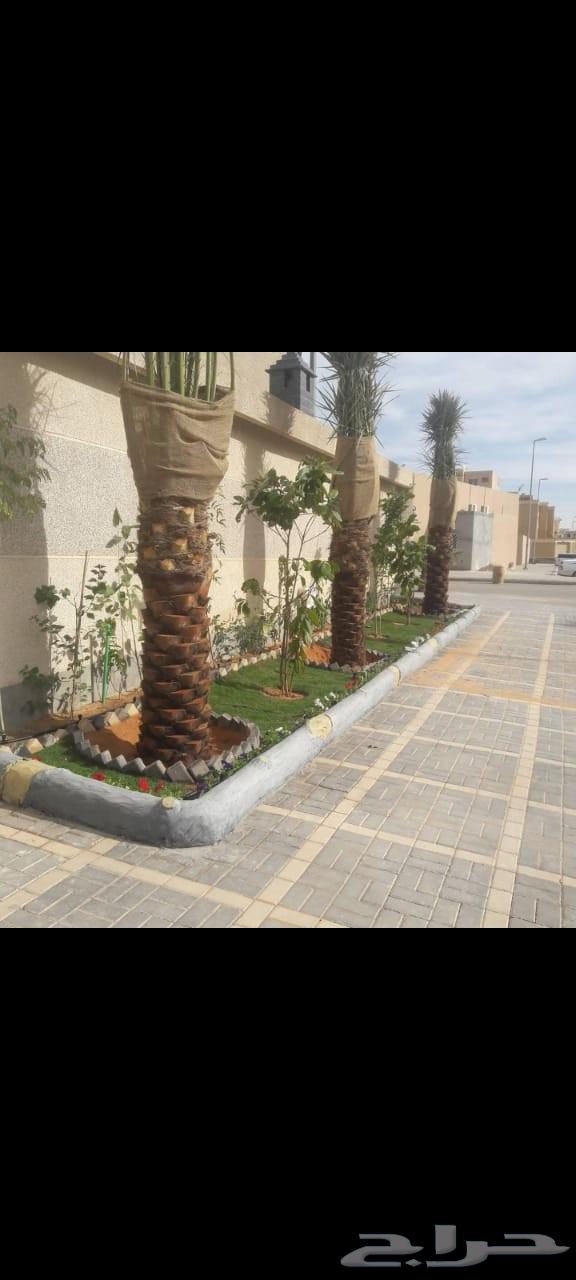 مقاول شبوك ونخيل64619124341377112