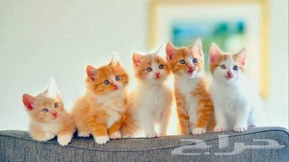 توصيل حيوانات اليفه64613495616129113