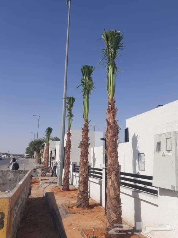 واشنطن زينه نخل الزينه الوشنطونياء امريكي ابو مروحه64619036735489113